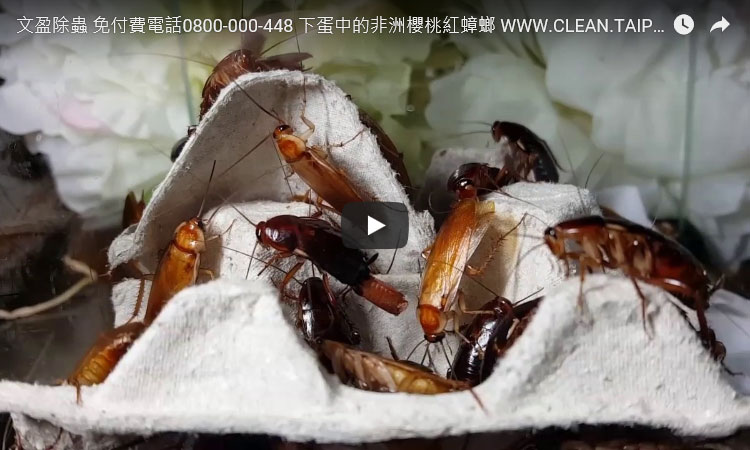 瑞皇清潔公司 | 下蛋中的非洲櫻桃紅蟑螂
