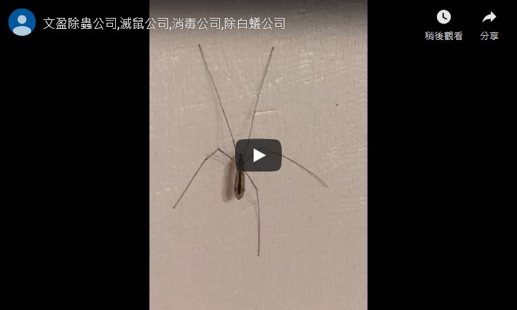 瑞皇清潔推薦 | 長頭大蚊，昆蟲包括數種世界上最大型的大蚊種類。