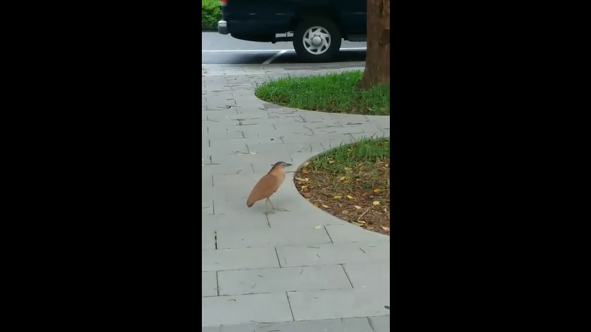 瑞皇清潔,黑冠麻鷺哺乳類， 生態被威脅只好到城市公園綠地求生， 肉食性鳥類以樹木下層蚯蚓昆蟲和水邊魚蝦兩棲類水生昆蟲為主食。