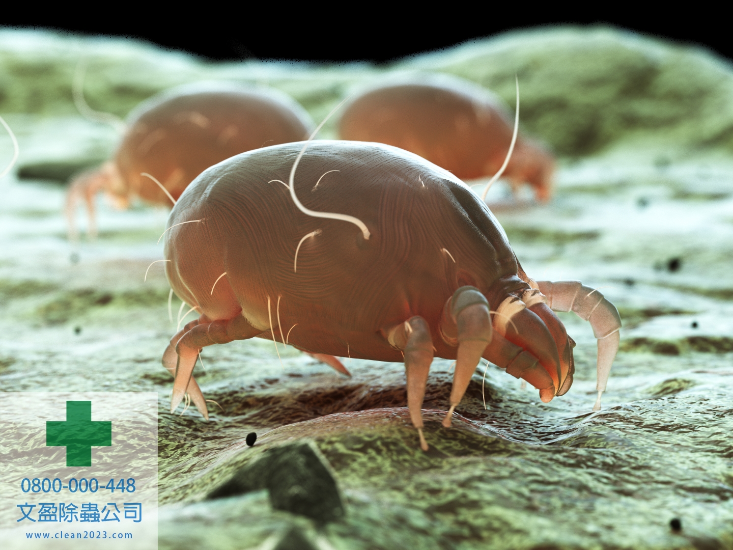 清潔推薦 - 清潔公司台北 - 居家清潔公司 - 除蟑螂、除螞蟻、除老鼠、除跳蚤、除蚊子、防治蛀蟲 011.jpg